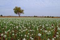 onion-flower-seed-farming-crop-284512.jpg