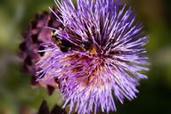 artichoke-blossom-bloom-420083.jpg