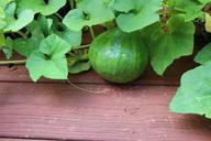 Growing-pumpkins-in-organic-vegetable-garden.jpg