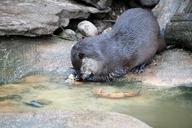 otter-wild-nature-wildlife-animal-1582940.jpg