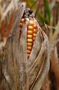 corn-on-the-cob-ripe-corn-over-ripe-501903.jpg