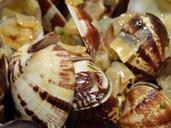 shell-eat-sea-fruit-food-73451.jpg