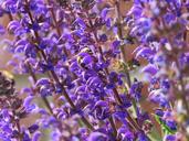 purple-flower-nature-purple-flowers-1672415.jpg