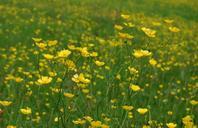 buttercup-ranunculus-meadow-yellow-361257.jpg