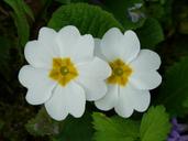 primrose-cowslip-plant-garden-6859.jpg