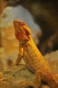 reptile-yellow-lizard-1567188.jpg