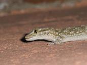 reptile-santarrostro-nature-lizards-162620.jpg