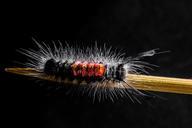 caterpillar-hairy-prickly-close-301316.jpg