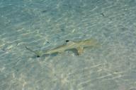 shark-maldives-fish-665497.jpg