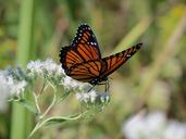 monarch-butterfly-insect-nature-430186.jpg