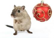 animal-celebration-Christmas-Claus-1238889.jpg