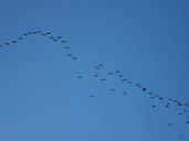 flock-flocking-geese-migrate-378676.jpg