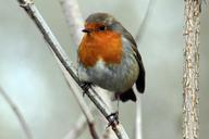 robin-bird-winter-red-cute-1084615.jpg