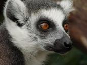 lemur-madagascar-monkey-108450.jpg