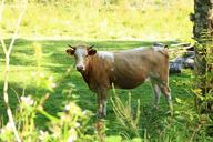 cow-pasture-meadow-cows-animal-595731.jpg