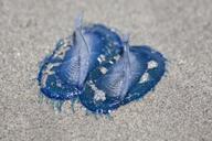 jellyfish-medusae-blue-beach-sand-74408.jpg