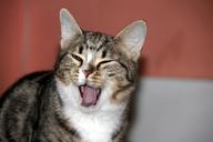 kitten-yawns-cute-blinked-pet-565426.jpg