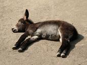 donkey-young-animal-concerns-sleep-499785.jpg