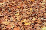 autumn-leaves-golden-autumn-852532.jpg