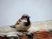 sparrow-nature-bird-roof-959727.jpg