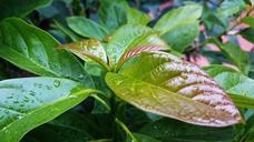 green-leaf-nature-630593.jpg