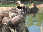 otter-zoo-rhino-life-together-92312.jpg