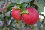 apples-fruit-fruits-food-nature-986133.jpg