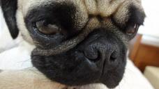 pug-dog-animal-puppy-pet-230089.jpg