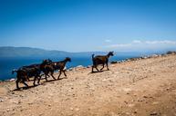 goats-the-stones-greece-crete-497910.jpg