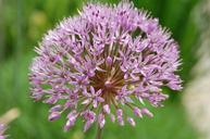 garlic-flower-garden-nature-112324.jpg