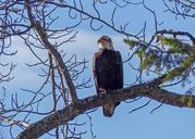 bald-eagle-big-bird-raptor-332231.jpg