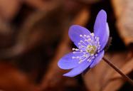 liverleaf-hepatica-spring-flower-1246131.jpg