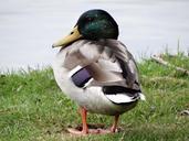 mallard-drake-duck-animals-nature-459676.jpg