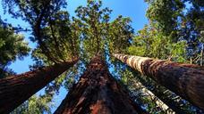 giant-sequoia-grove-near-auburn-804575.jpg