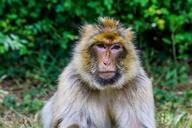 monkey-primate-animal-wild-zoo-1660807.jpg