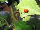 pasture-ladybug-nature-insect-leaf-957672.jpg