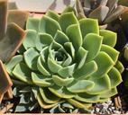 succulent-desert-flower-green-989956.jpg