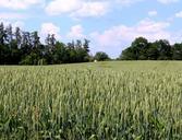 wheat-wheat-field-cereals-trees-371682.jpg