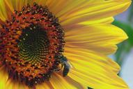 sunflower-interior-sunflower-flower-683257.jpg