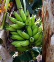 banana-green-plantain-bunch-fruit-321853.jpg