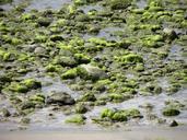 water-stones-seaweed-green-123763.jpg