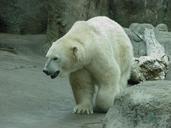 polar-bear-zoo-polar-bear-animal-388410.jpg