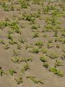 vineyard-priorat-coster-980001.jpg