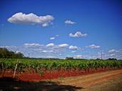 vineyard-umag-croatia-248665.jpg