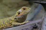 reptile-lizard-close-zoo-1573296.jpg