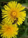 bee-pollen-nectar-yellow-blossom-321760.jpg