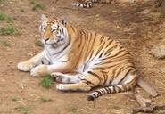 SiberianTiger001.jpg