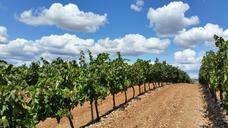 vineyard-fields-la-rioja-clouds-1014890.jpg