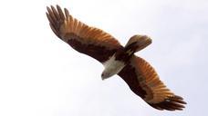 Fish-Eagle-flying-fast-in-order-to-catch-a-fish.jpg