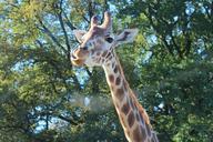 giraffe-rothschild-giraffe-578996.jpg